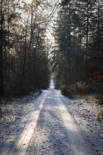 冬天的森林，树上结霜，空气中有雾，步行的小径图片下载