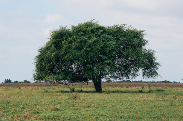 印度尼西亚斯图邦多的巴卢兰国家公园，Bekol大草原中央的一棵树全景图片下载