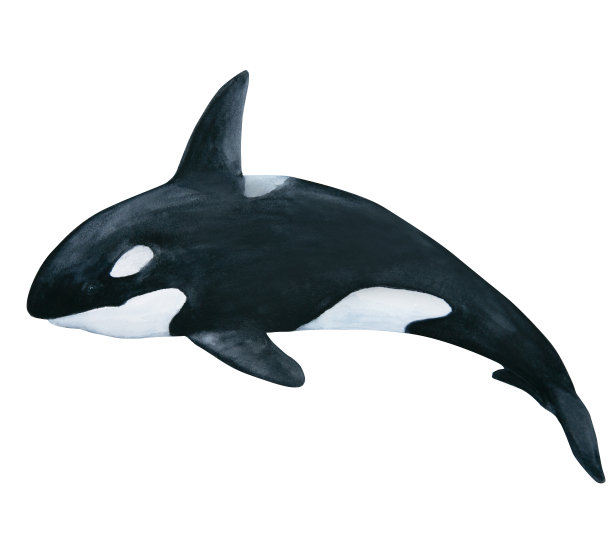 逆戟鲸或虎鲸水彩插图孤立的白色背景图片下载