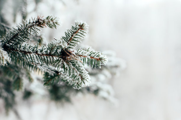 白雪覆盖的云杉树枝，冬天的背景图片下载