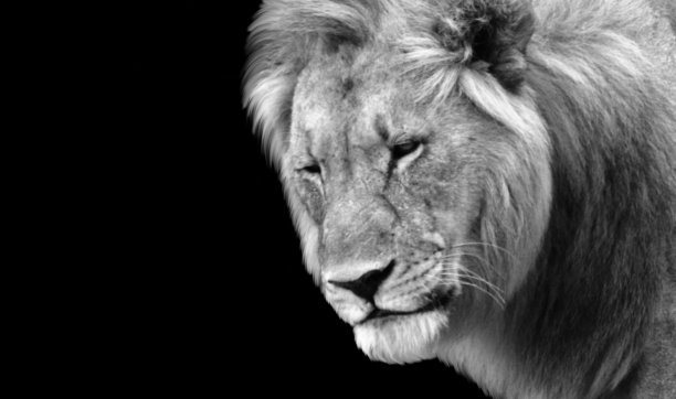 黑色背景上愤怒的狮子特写脸图片下载