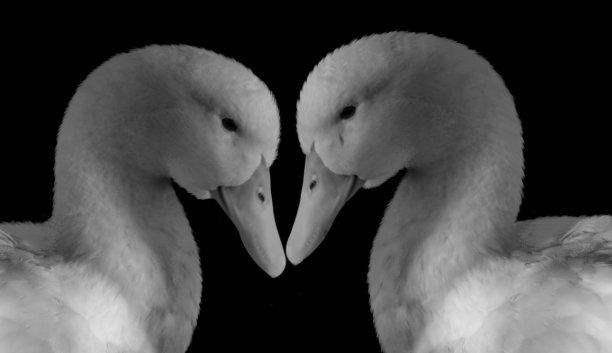 黑色背景上美丽的两只鸭子特写脸图片下载
