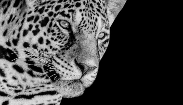 黑色背景上危险的黑白猎豹特写脸图片下载