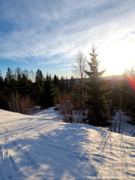 夕阳下的树图片下载