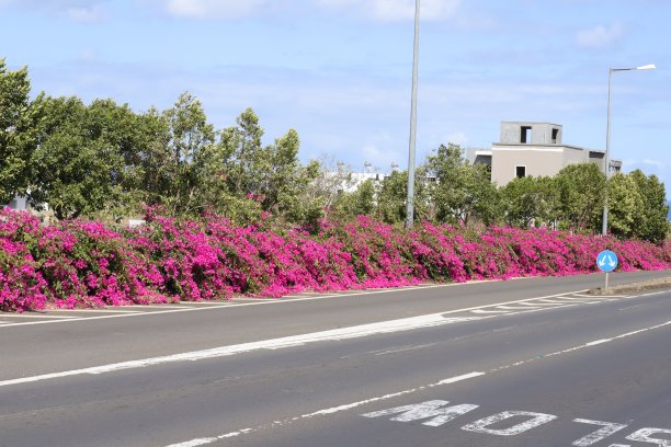 在毛里求斯，印度洋，非洲的Flac路上的三角梅图片下载