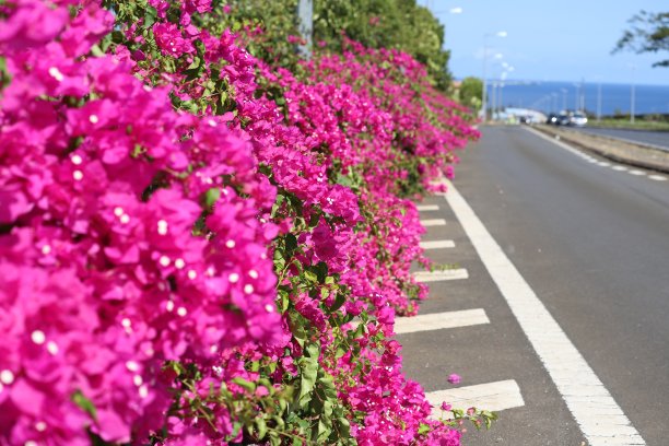 在毛里求斯，印度洋，非洲的Flac路上的三角梅图片下载