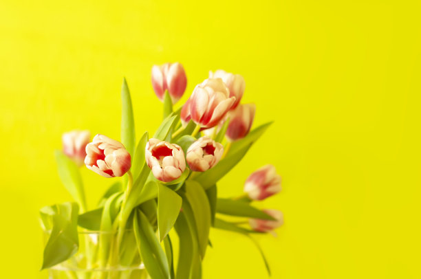 绿色背景上的郁金香花束。节日花卉装饰。图片下载