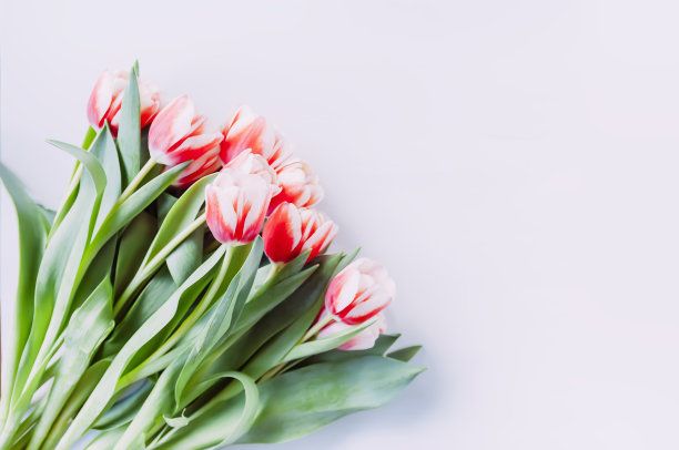 郁金香花束。节日花卉装饰。图片下载