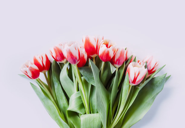 郁金香花束。节日花卉装饰。图片下载