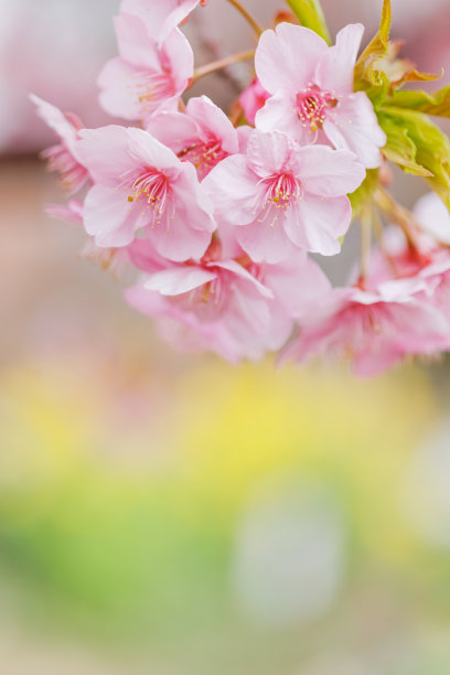 樱花盛开，粉红色美丽素材图片