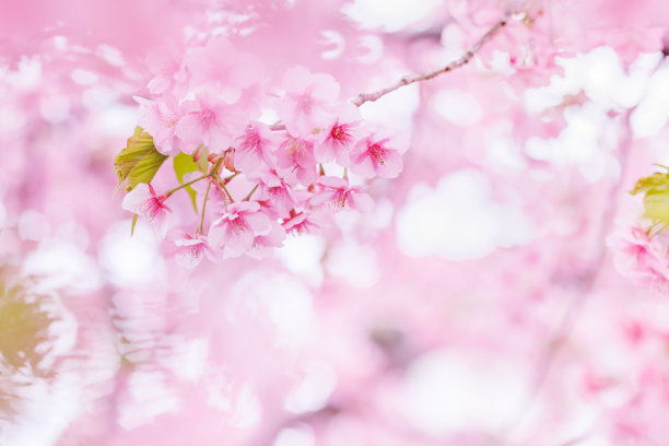 樱花盛开，粉红色美丽图片下载