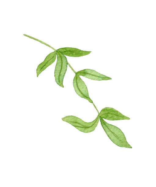 水彩绿叶。水彩树枝插图。设计明信片，邀请，花圈和贴纸。图片下载