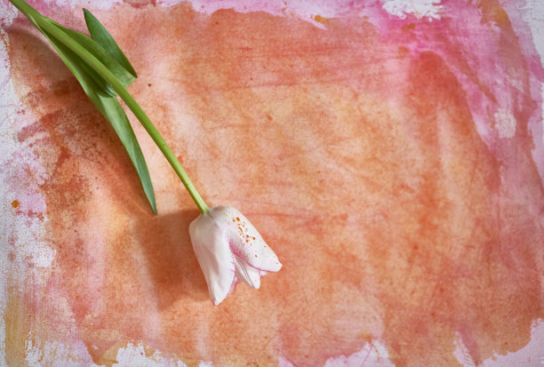 一朵白色的郁金香上有几滴颜料，躺在一张涂着橙色水彩的纸上。一个优雅的郁金香为您的设计。图片下载