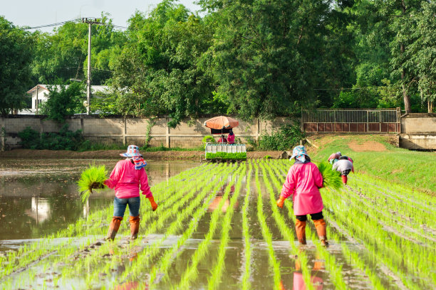 专业的亚洲当地农民和农用车机移栽水稻播种在稻田在露天天。图片下载