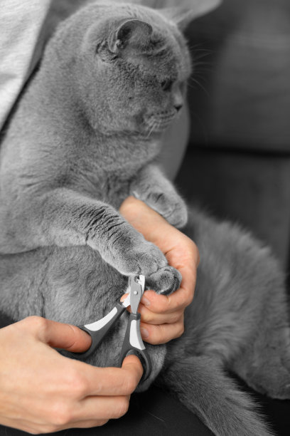 女孩在家里剪猫的爪子。图片下载