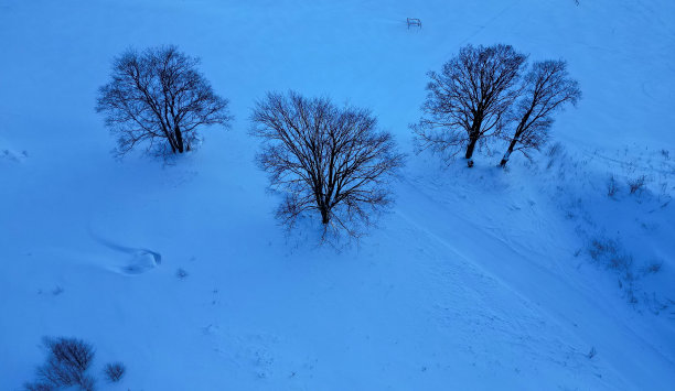 飞越雪景，山上有大而光秃秃的老树。枫树有着美丽的树梢。山麓的夜景。严寒的气候。图片下载
