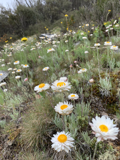 澳大利亚本土花卉，纸雏菊在阿尔卑斯山散步的照片图像。图片下载