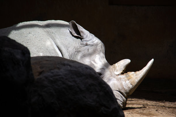 白犀牛日光浴图片下载