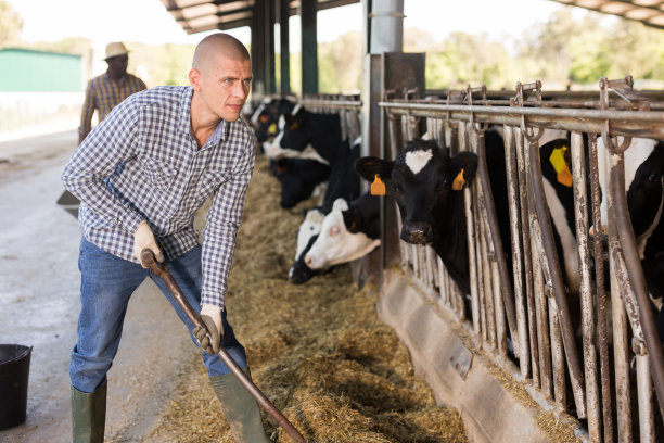 男性农民在牛棚的奶牛场工作图片下载