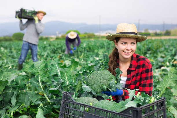 一名农民在蔬菜农场收获西兰花图片下载