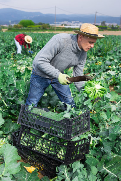 男农民在农场上收获西兰花图片下载