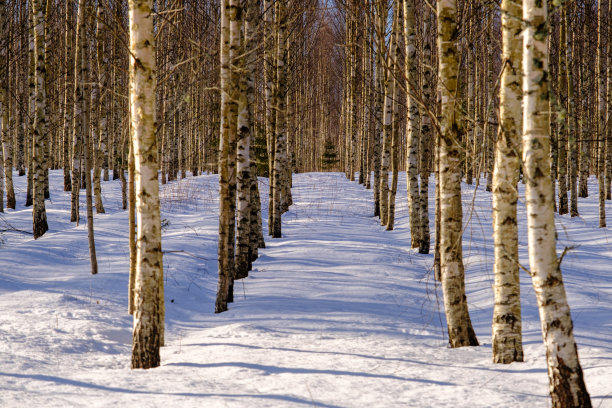 白桦树在冬季森林，纹理背景白桦树。冬季白桦林的景观图片下载