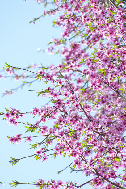 蓝天桃花图片下载