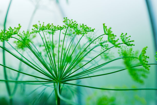 绿色背景上盛开的莳萝植物。用于出版，设计，海报，日历，张贴，屏幕保护程序，墙纸，明信片，横幅，封面，网站的莳萝花序。高质量照片图片下载