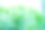 绿色背景上盛开的莳萝植物。用于出版，设计，海报，日历，张贴，屏幕保护程序，墙纸，明信片，横幅，封面，网站的莳萝花序。高质量照片图片下载