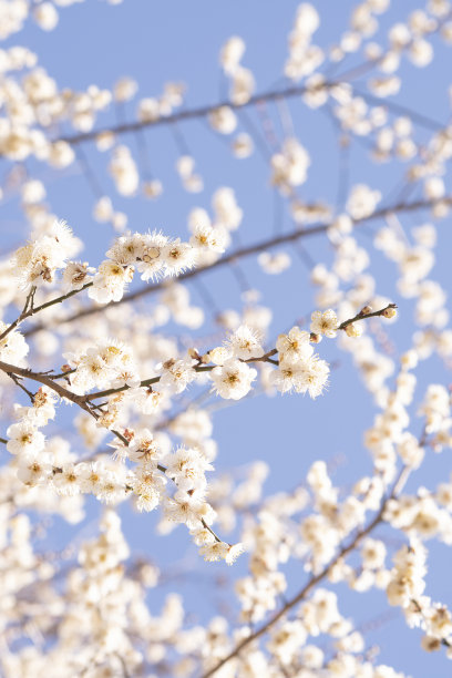蓝天梅花素材图片