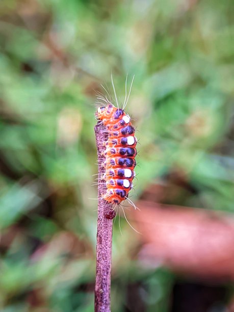 卡特彼勒宏图片下载