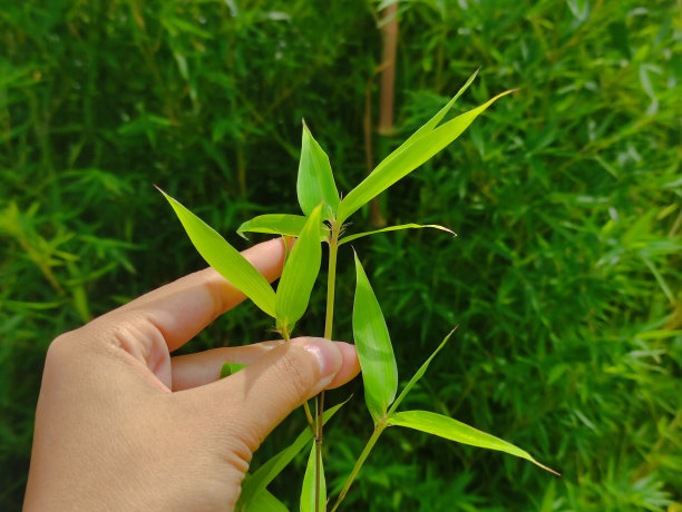 采摘竹叶图片下载
