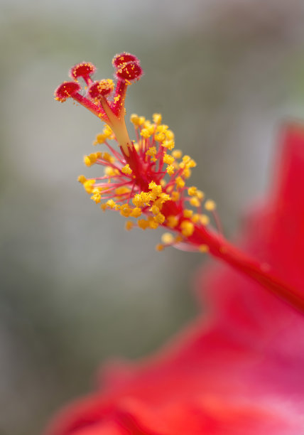 大芙蓉花图片下载