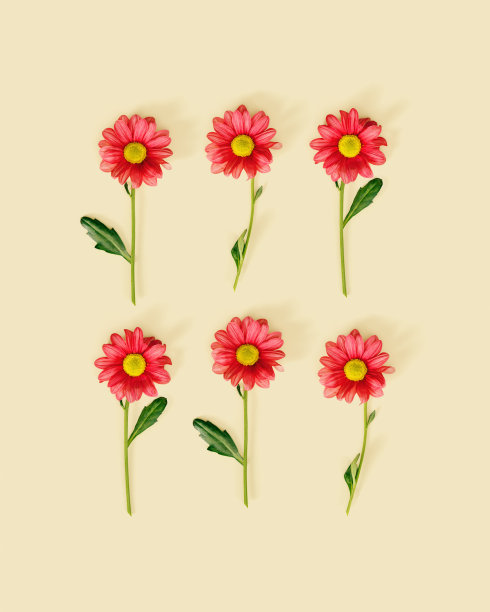 布局以红色花朵在米色背景，自然设计最小的模式。夏季花卡，扁平风格。菊花雏菊开花，茎叶绿色，花朵组成图片下载