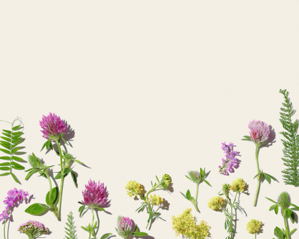 自然夏季花卉最小平铺框架从野外花朵，美丽的花朵在阳光下柔和的米色背景。夏季唯美植物静物，自然设计，俯视图，文案空间图片下载