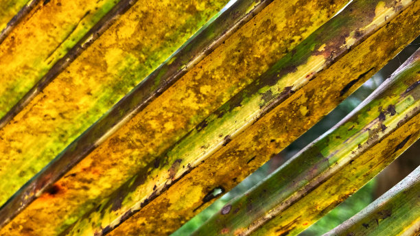 看起来美丽美丽的椰子树叶子背景在花园里图片下载