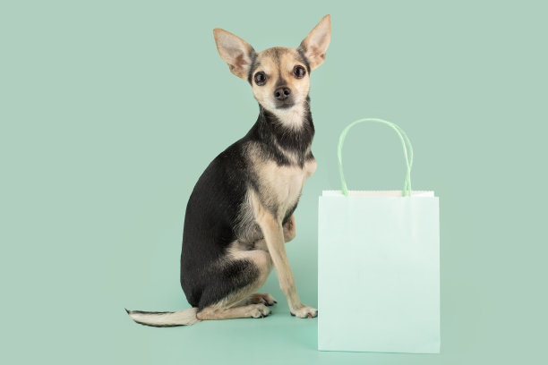 狗与购物袋上的绿色背景，复制空间图片下载