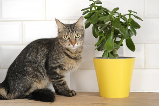 宠物和室内植物。灰色条纹家猫坐在附近的房子植物。图片用于兽医诊所，关于猫的网站，猫粮。花盆里的小猫和家里的花。动物和家里的花图片下载