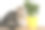宠物和室内植物。灰色条纹家猫坐在附近的房子植物。图片用于兽医诊所，关于猫的网站，猫粮。花盆里的小猫和家里的花。动物和家里的花图片下载