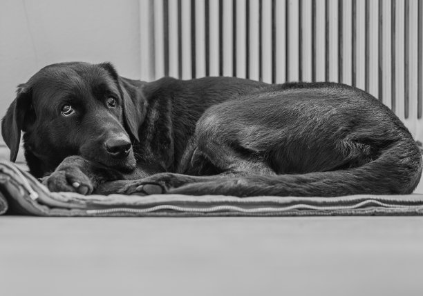 休息的狗图片下载