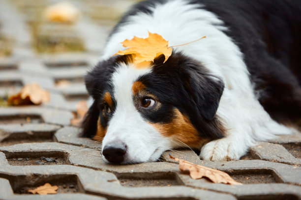 秋天的狗图片下载