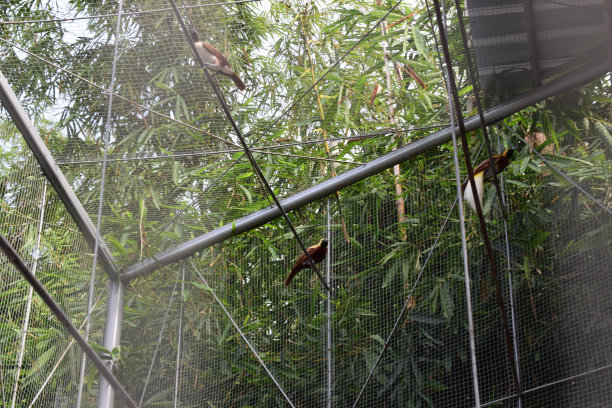 美丽的天堂鸟在树枝上图片下载