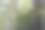 美丽的天堂鸟在树枝上图片下载