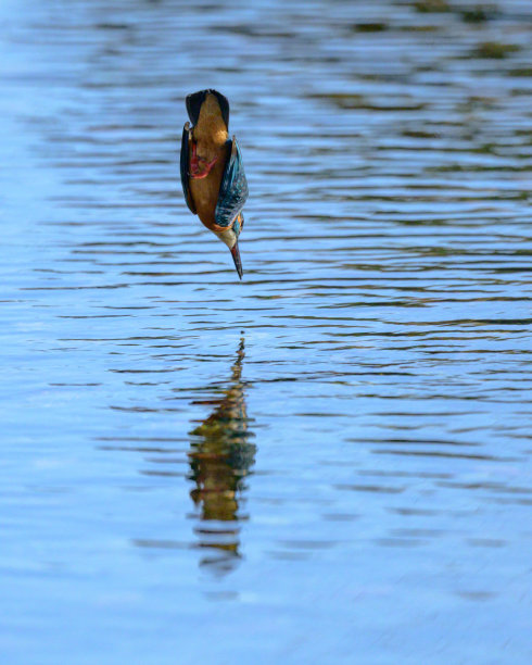 普通翠鸟跳入水中图片下载