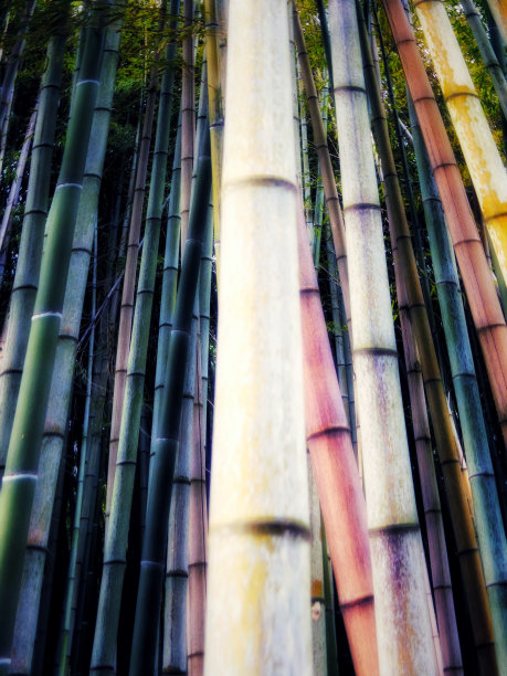 绿色的竹子杂草插图背景图片下载