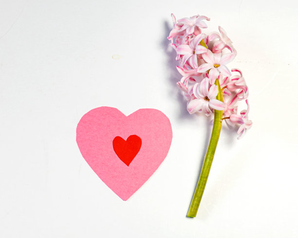 美丽的粉红风信子花和心，节日快乐，春暖花开图片下载