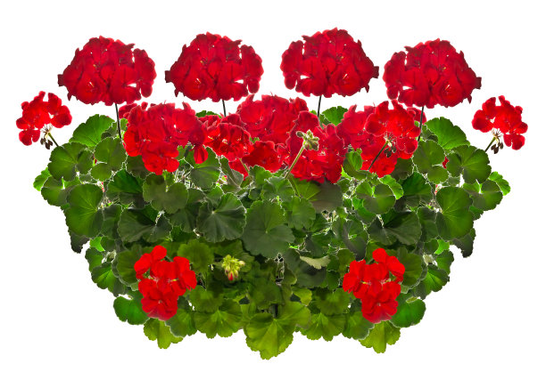 红色天竺葵孤立在白色上图片下载