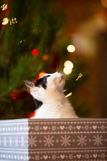 圣诞树前的猫肖像，圣诞节的节日宠物照片，模糊的背景图片下载