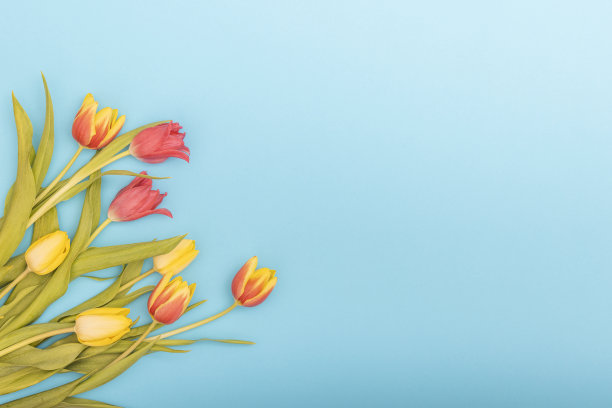 淡蓝色背景上的郁金香。春天的装饰，以鲜花为背景。图片下载