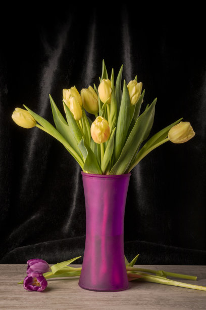 美丽的郁金香图片下载